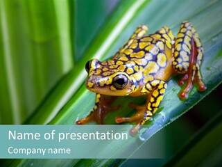 Poison Dart Frog PowerPoint Template