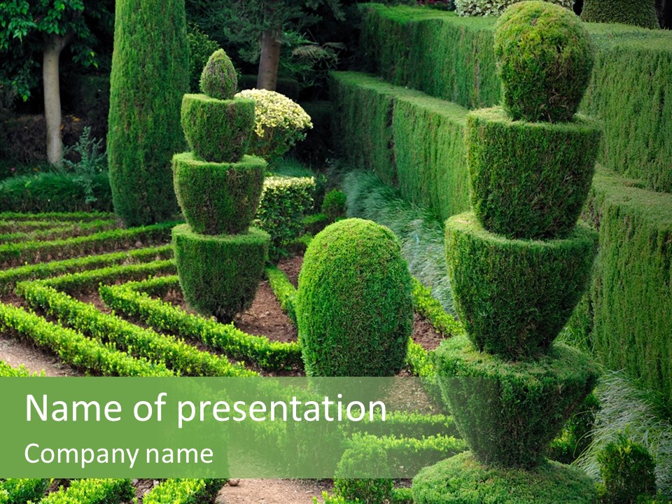 Buxus Sempervirens PowerPoint Template