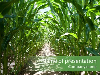 Inside A Corn Field PowerPoint Template