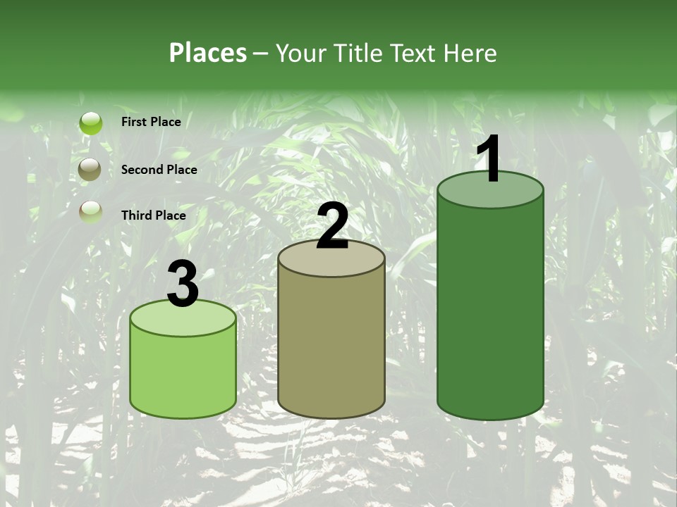 Inside A Corn Field PowerPoint Template