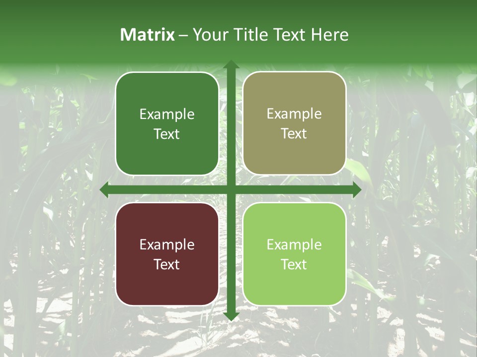 Inside A Corn Field PowerPoint Template