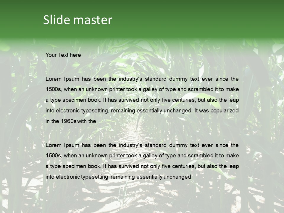Inside A Corn Field PowerPoint Template