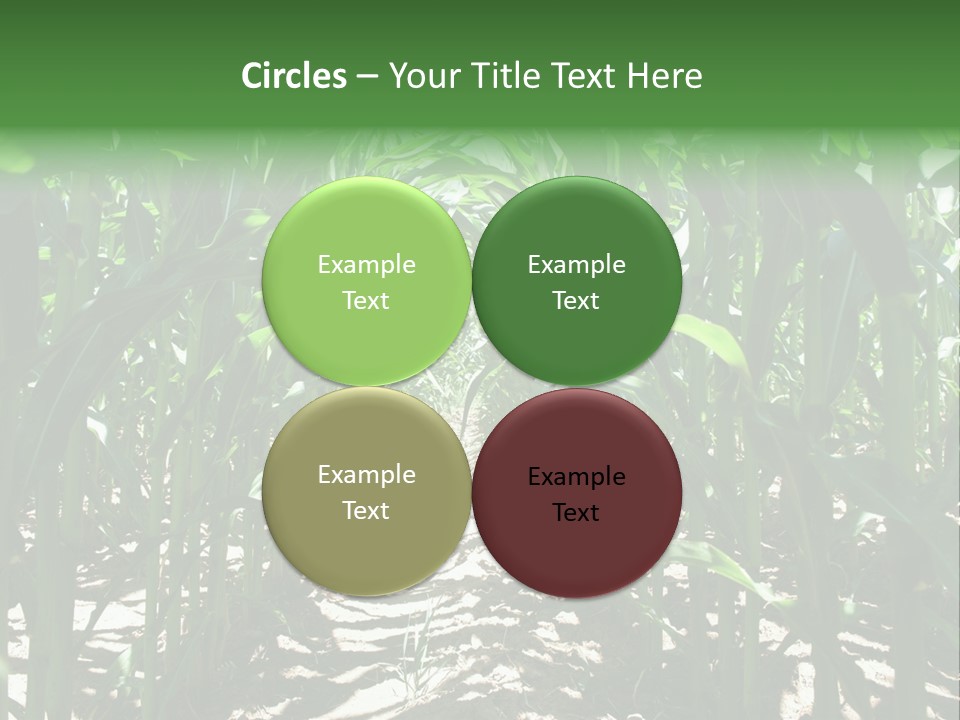 Inside A Corn Field PowerPoint Template