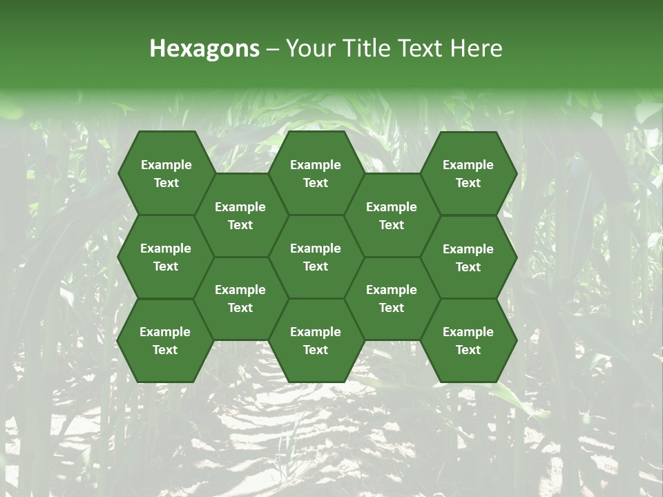 Inside A Corn Field PowerPoint Template