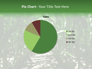 Inside A Corn Field PowerPoint Template