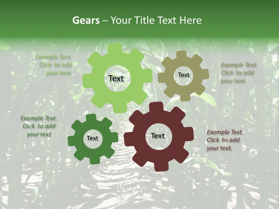 Inside A Corn Field PowerPoint Template