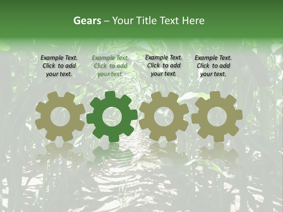 Inside A Corn Field PowerPoint Template