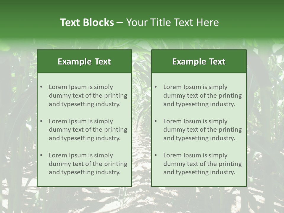 Inside A Corn Field PowerPoint Template