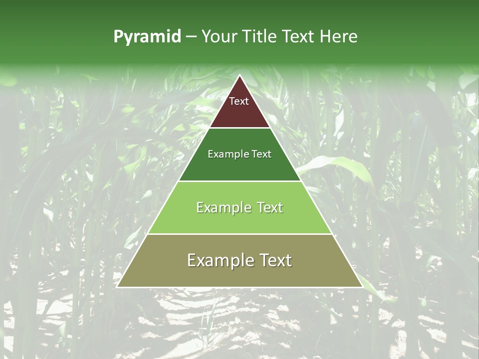 Inside A Corn Field PowerPoint Template