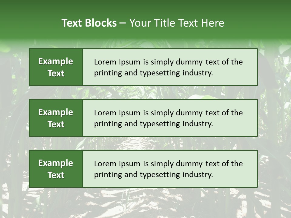 Inside A Corn Field PowerPoint Template