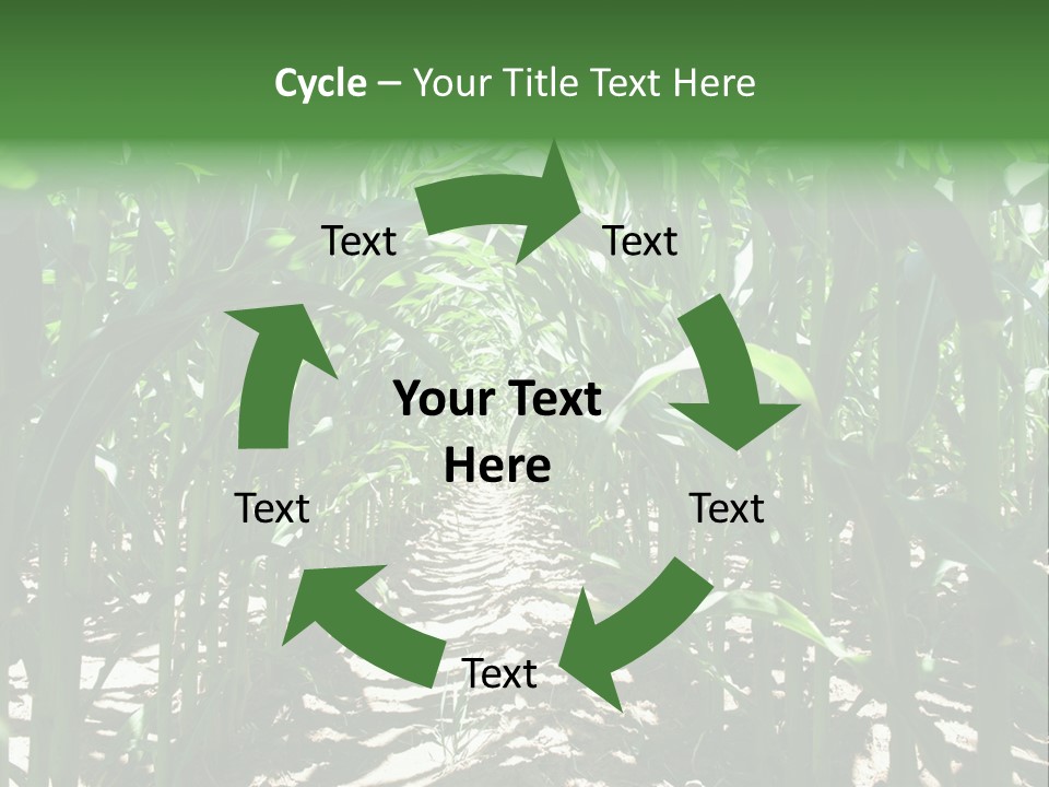 Inside A Corn Field PowerPoint Template