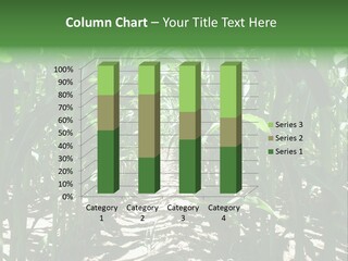 Inside A Corn Field PowerPoint Template