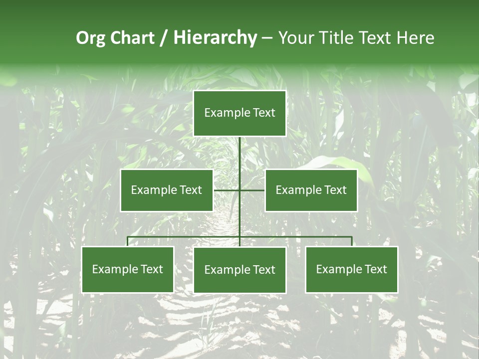 Inside A Corn Field PowerPoint Template