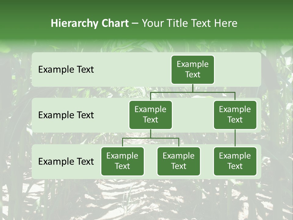 Inside A Corn Field PowerPoint Template
