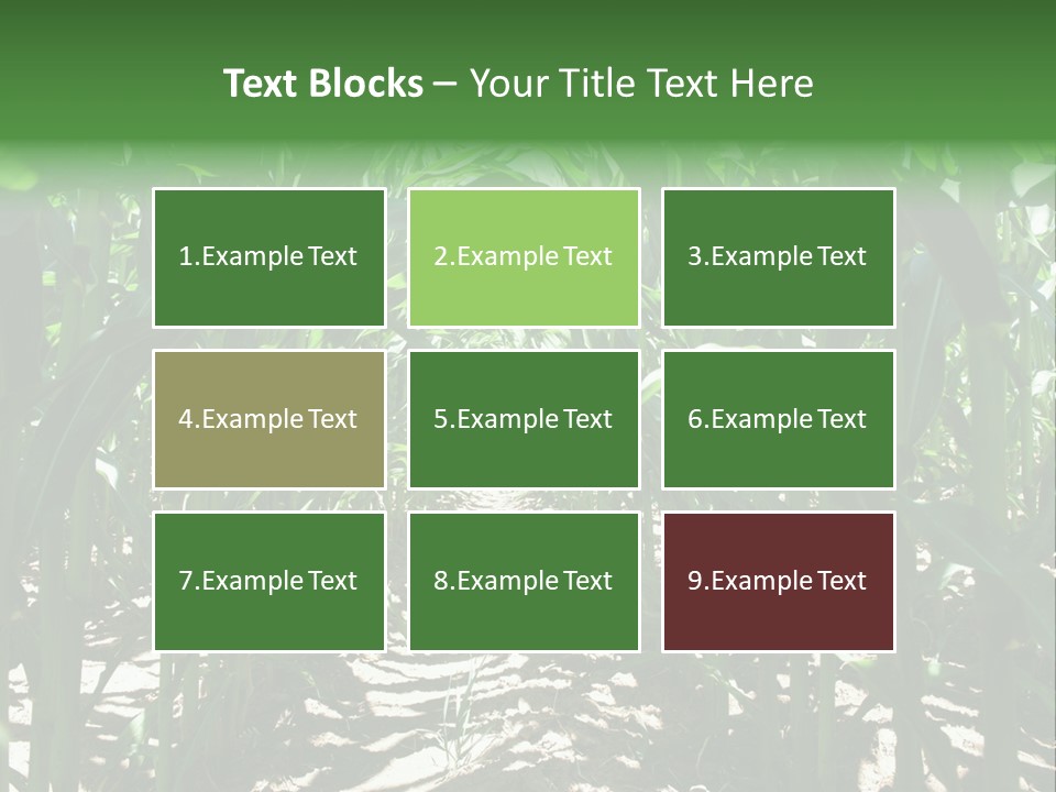Inside A Corn Field PowerPoint Template