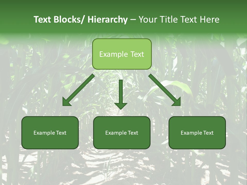 Inside A Corn Field PowerPoint Template