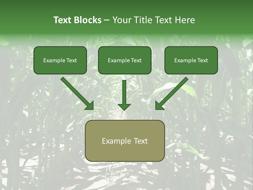 Inside A Corn Field PowerPoint Template
