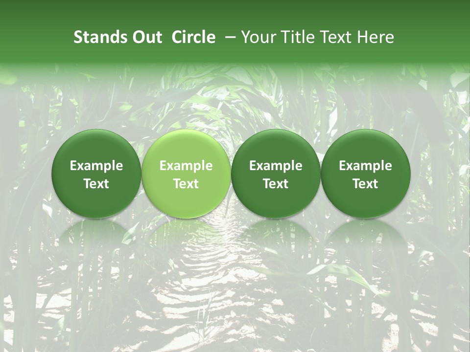 Inside A Corn Field PowerPoint Template