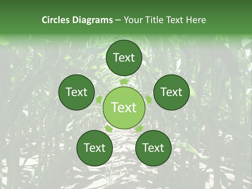 Inside A Corn Field PowerPoint Template