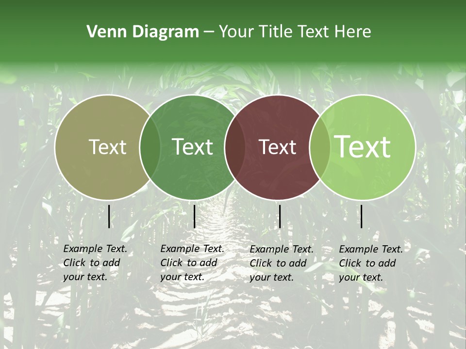 Inside A Corn Field PowerPoint Template