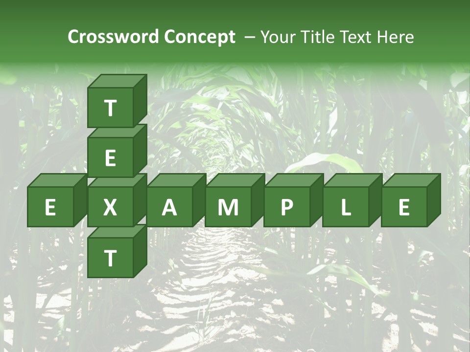Inside A Corn Field PowerPoint Template