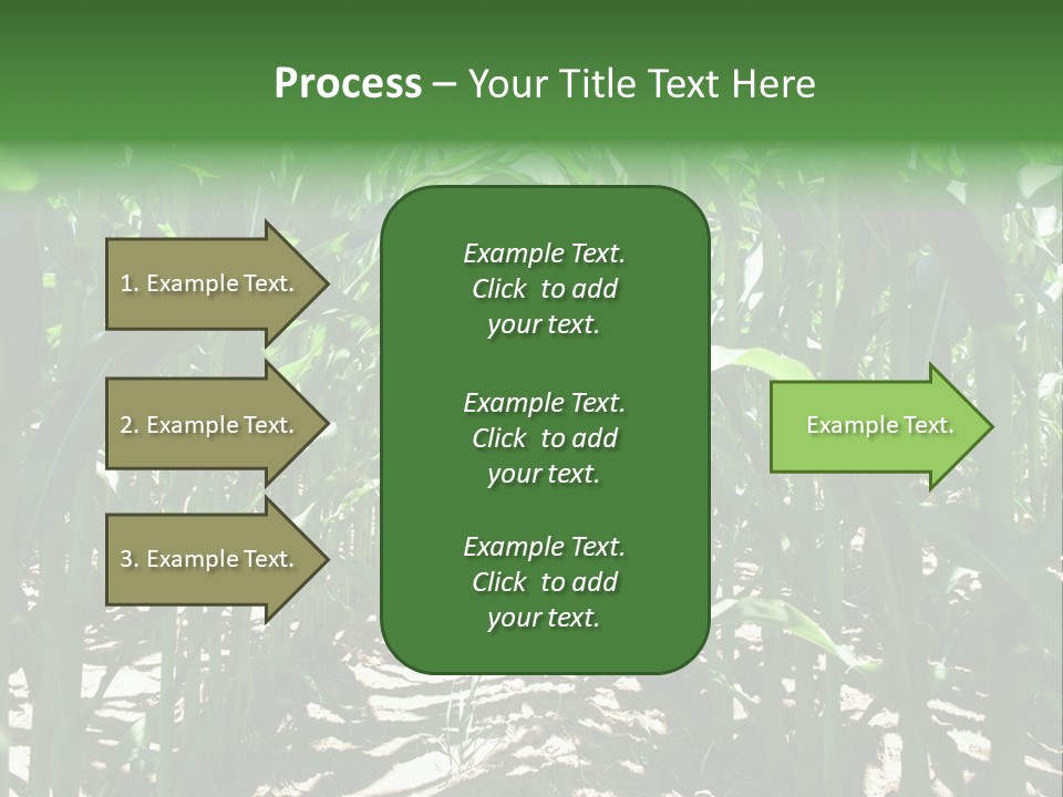 Inside A Corn Field PowerPoint Template