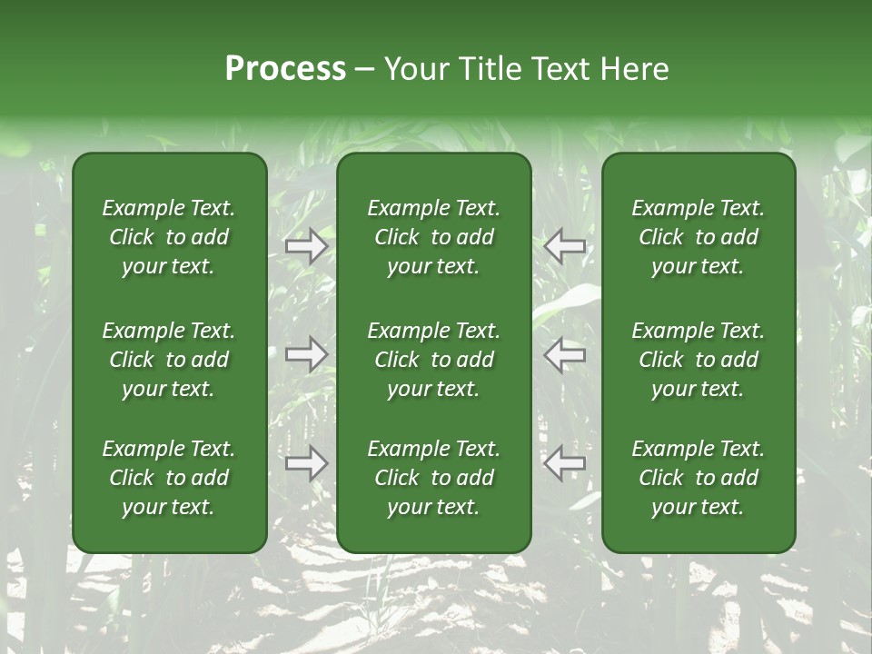 Inside A Corn Field PowerPoint Template