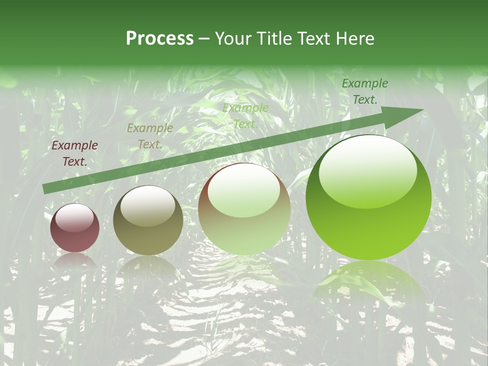 Inside A Corn Field PowerPoint Template