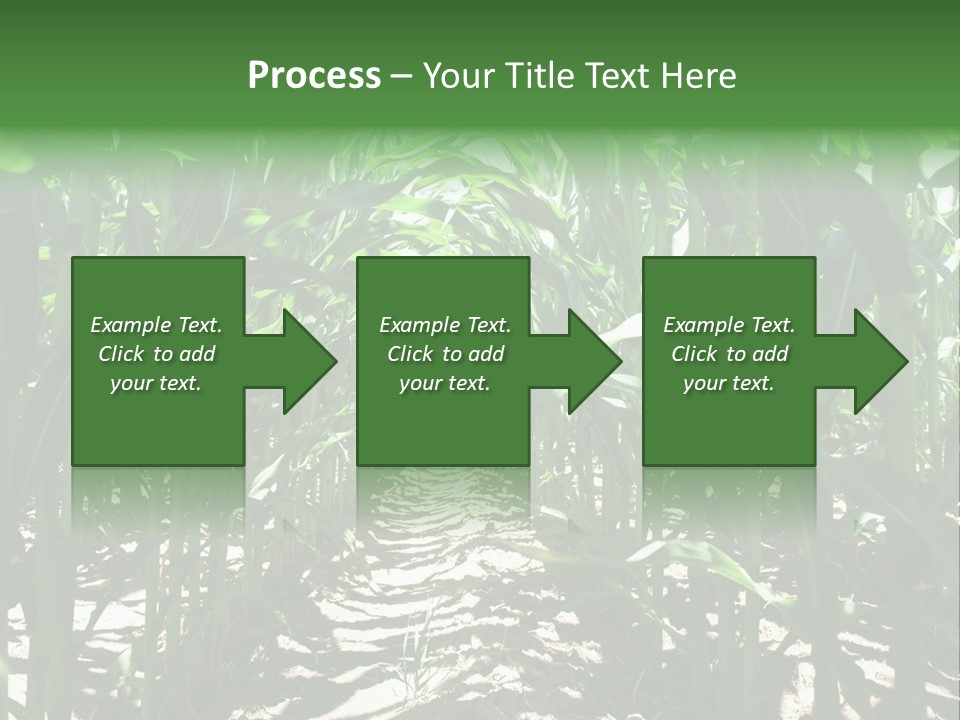 Inside A Corn Field PowerPoint Template
