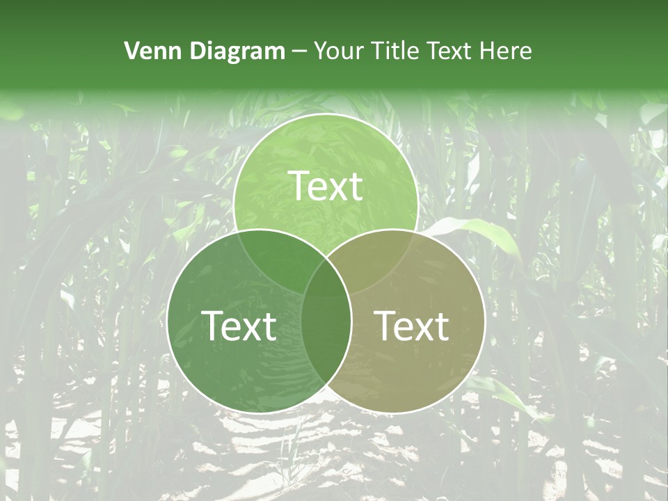Inside A Corn Field PowerPoint Template