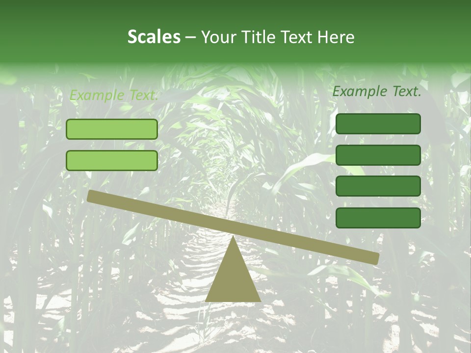 Inside A Corn Field PowerPoint Template