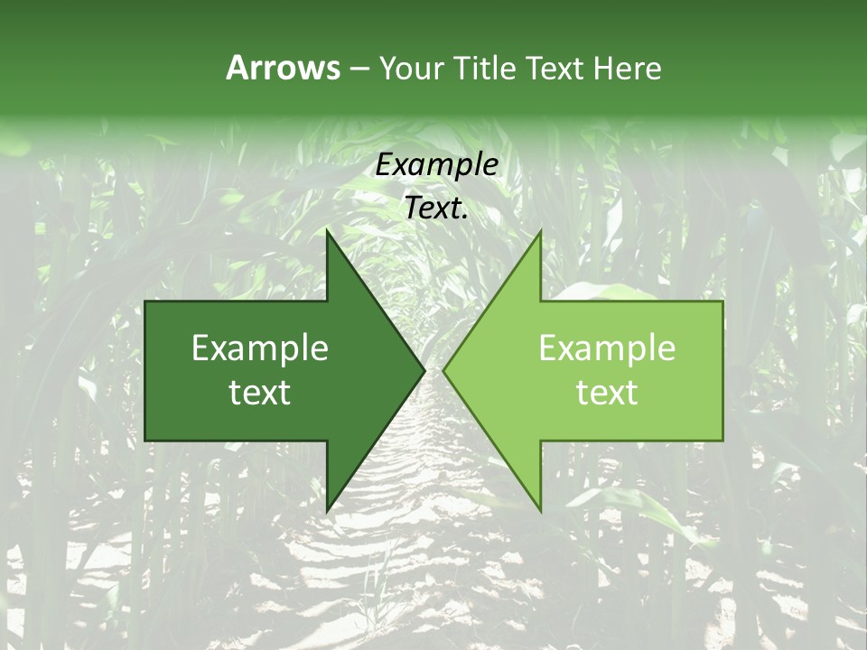 Inside A Corn Field PowerPoint Template