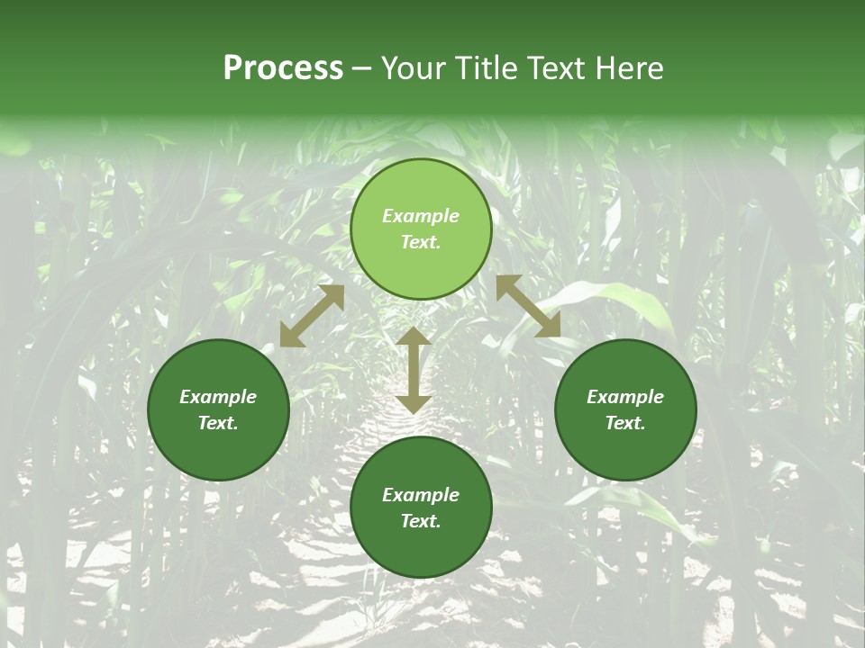 Inside A Corn Field PowerPoint Template