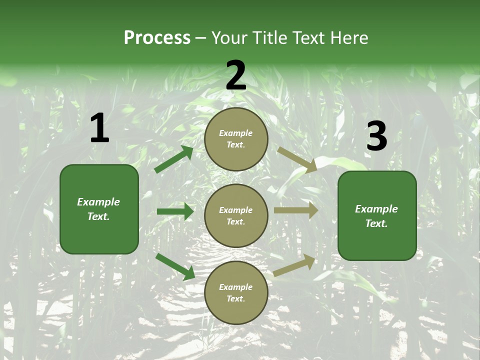 Inside A Corn Field PowerPoint Template