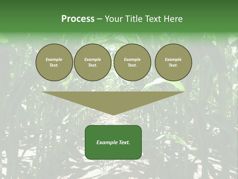 Inside A Corn Field PowerPoint Template