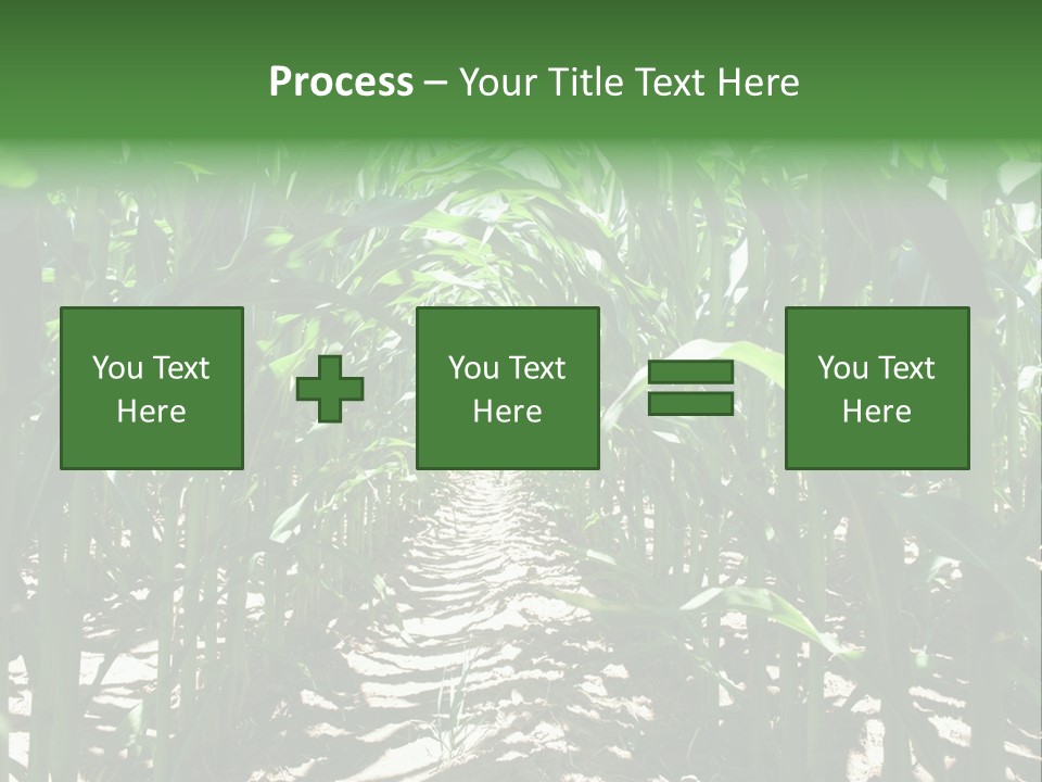 Inside A Corn Field PowerPoint Template
