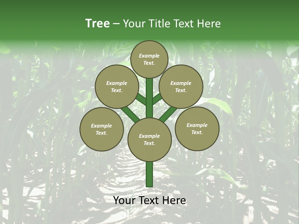 Inside A Corn Field PowerPoint Template