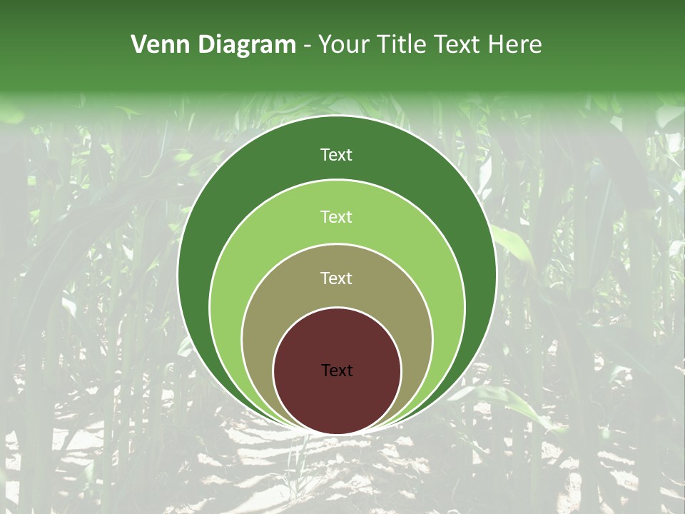 Inside A Corn Field PowerPoint Template
