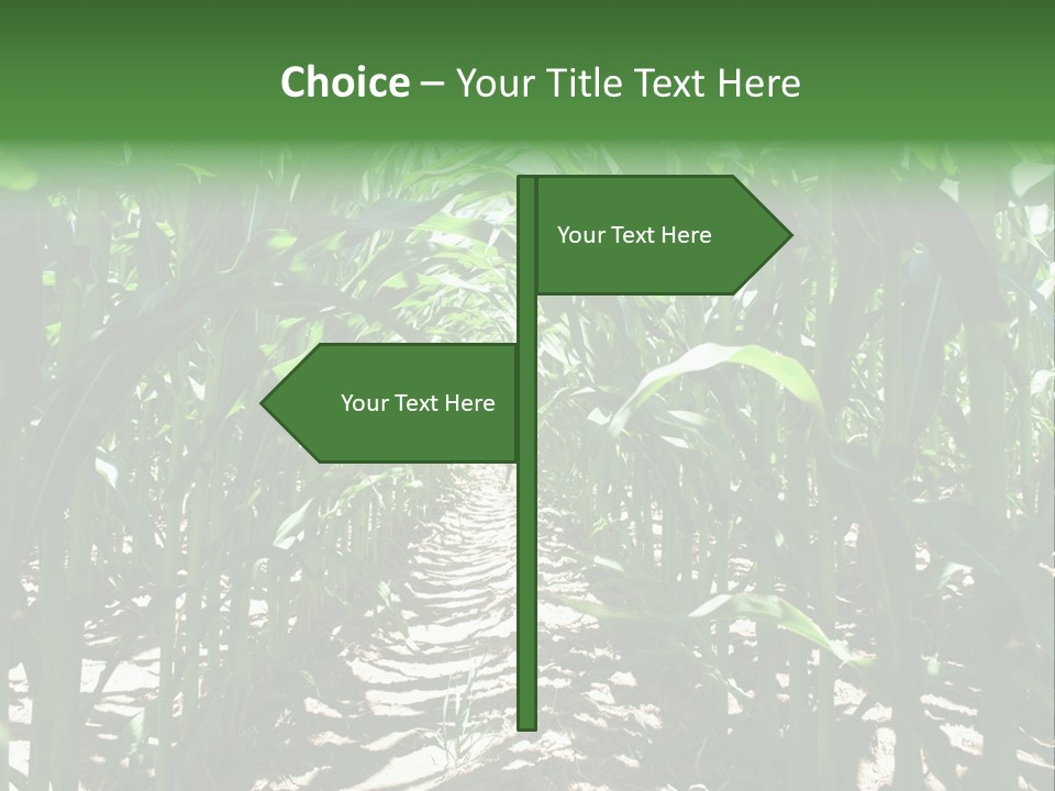Inside A Corn Field PowerPoint Template