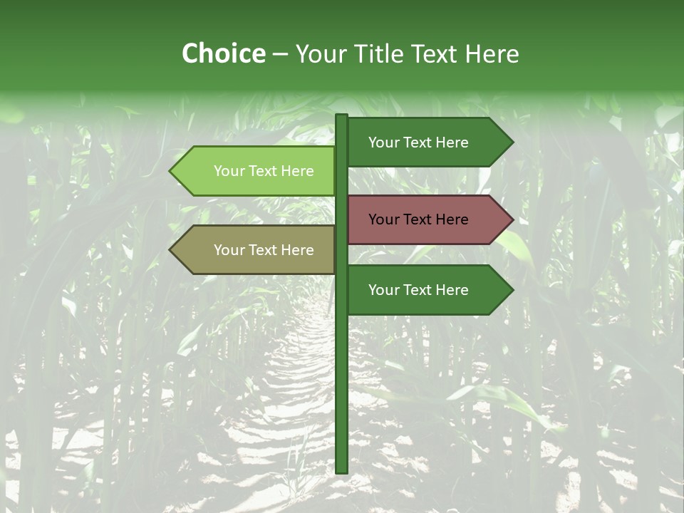 Inside A Corn Field PowerPoint Template