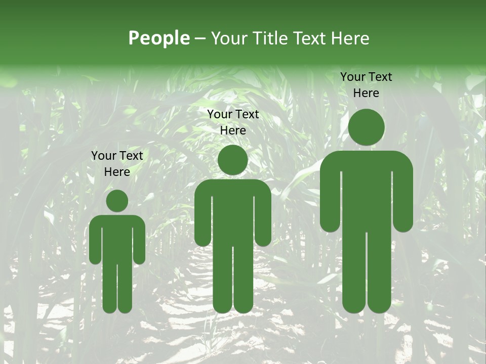 Inside A Corn Field PowerPoint Template