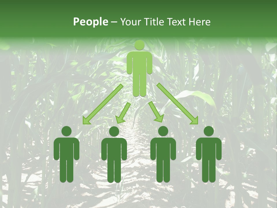 Inside A Corn Field PowerPoint Template