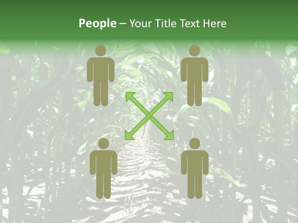 Inside A Corn Field PowerPoint Template