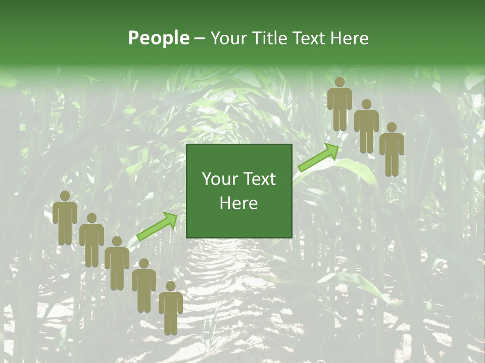 Inside A Corn Field PowerPoint Template