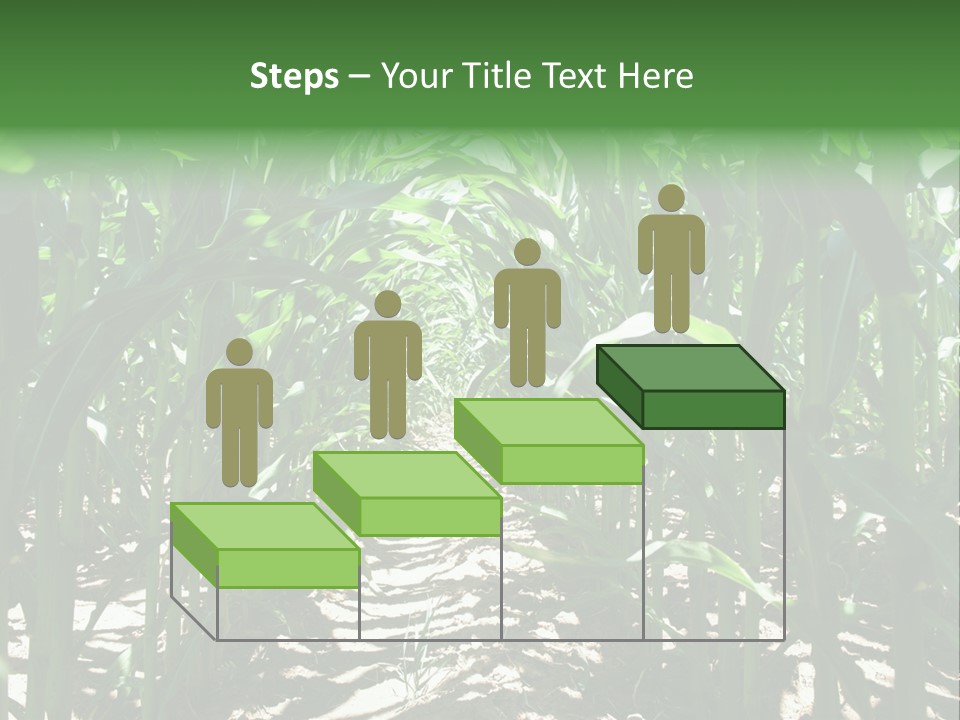 Inside A Corn Field PowerPoint Template