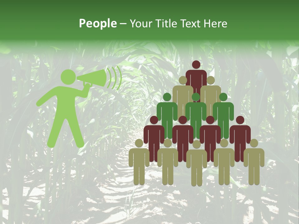 Inside A Corn Field PowerPoint Template