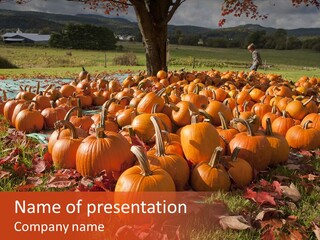 Pumpkins In A Field PowerPoint Template