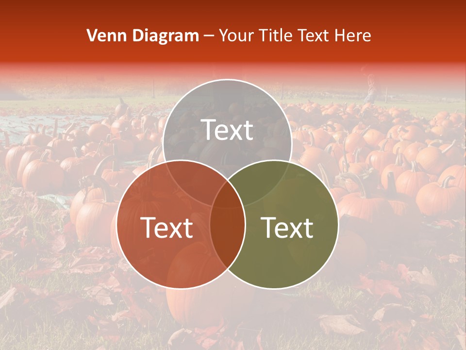 Pumpkins In A Field PowerPoint Template