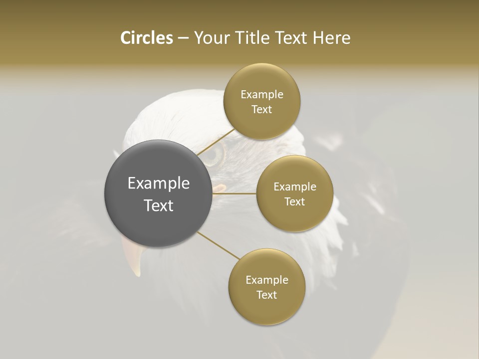 Siyah Beyaz Kartal PowerPoint Template