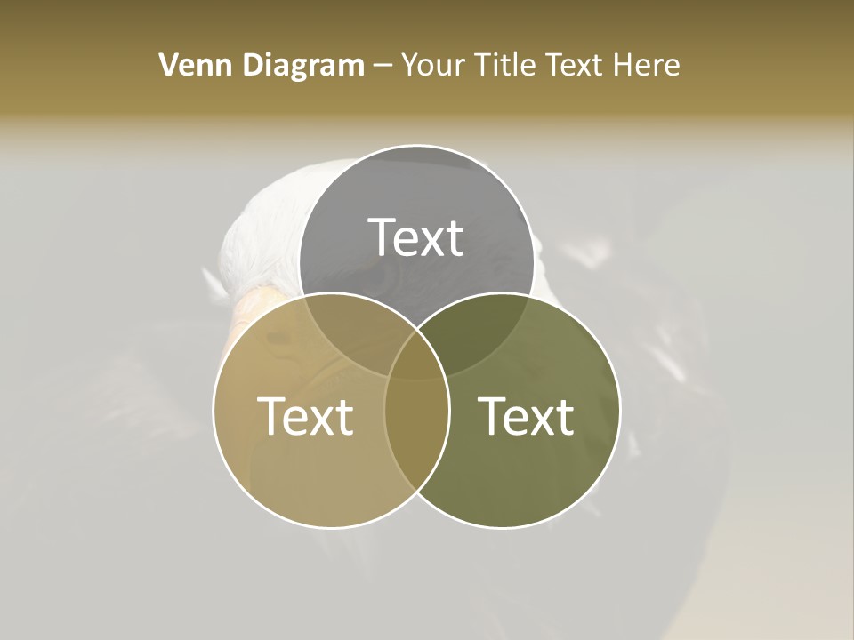 Siyah Beyaz Kartal PowerPoint Template